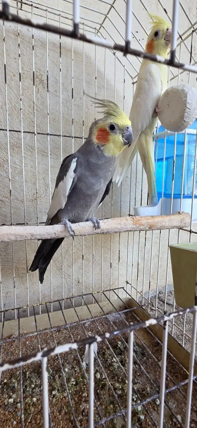 جفت عروس هلندی مولد|پرنده|شیراز, گویم|دیوار