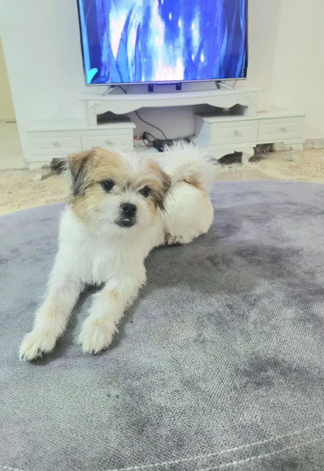 سگ شیتزو تریر|سگ|بم, |دیوار