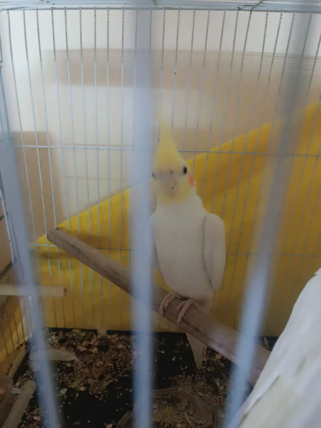 عروس هلندی نر قیمت 800 برای مشتری تخفیفم داره|پرنده|بجنورد, |دیوار