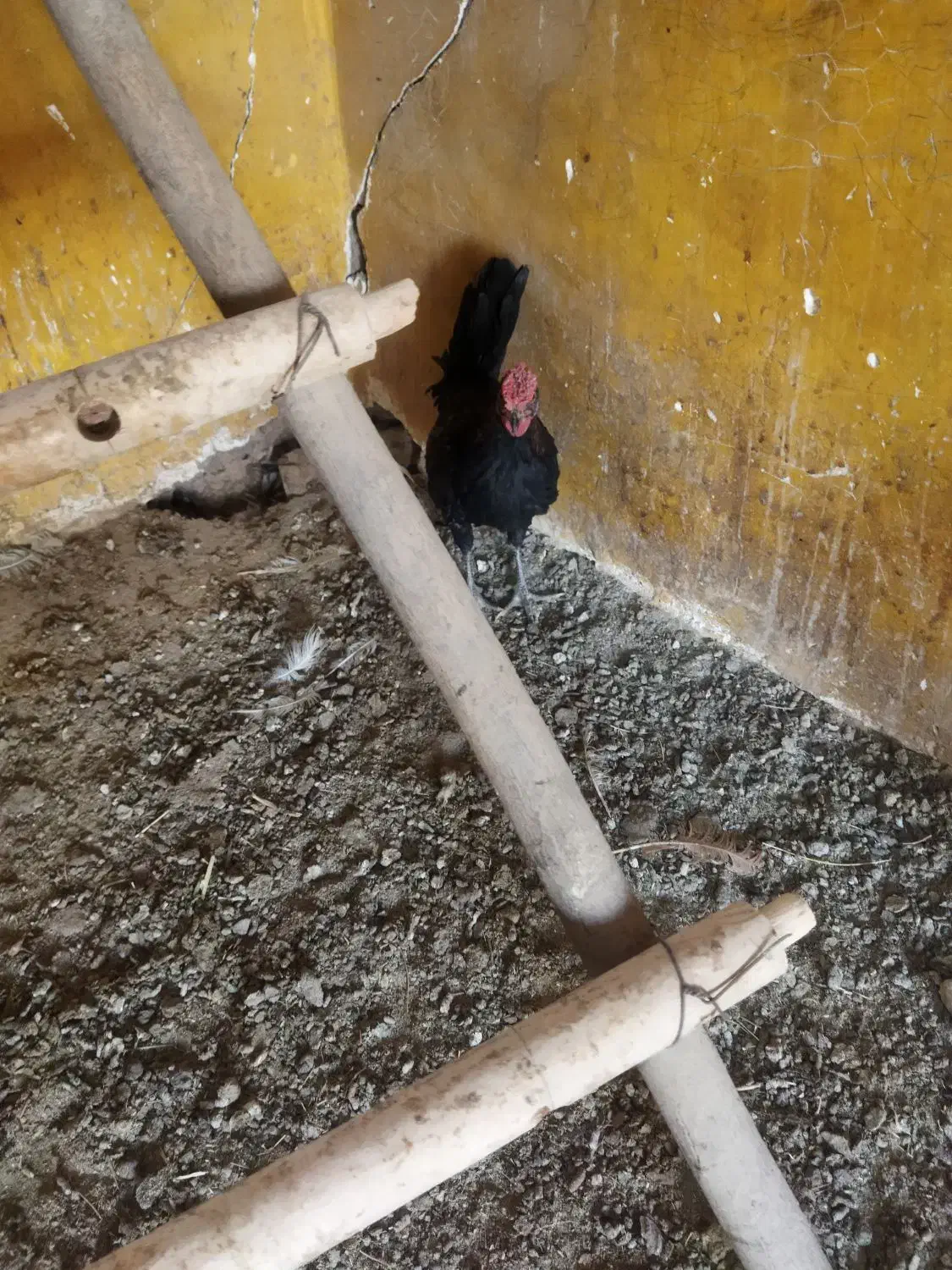 نیمچه خروس گلین|حیوانات مزرعه|بن, |دیوار