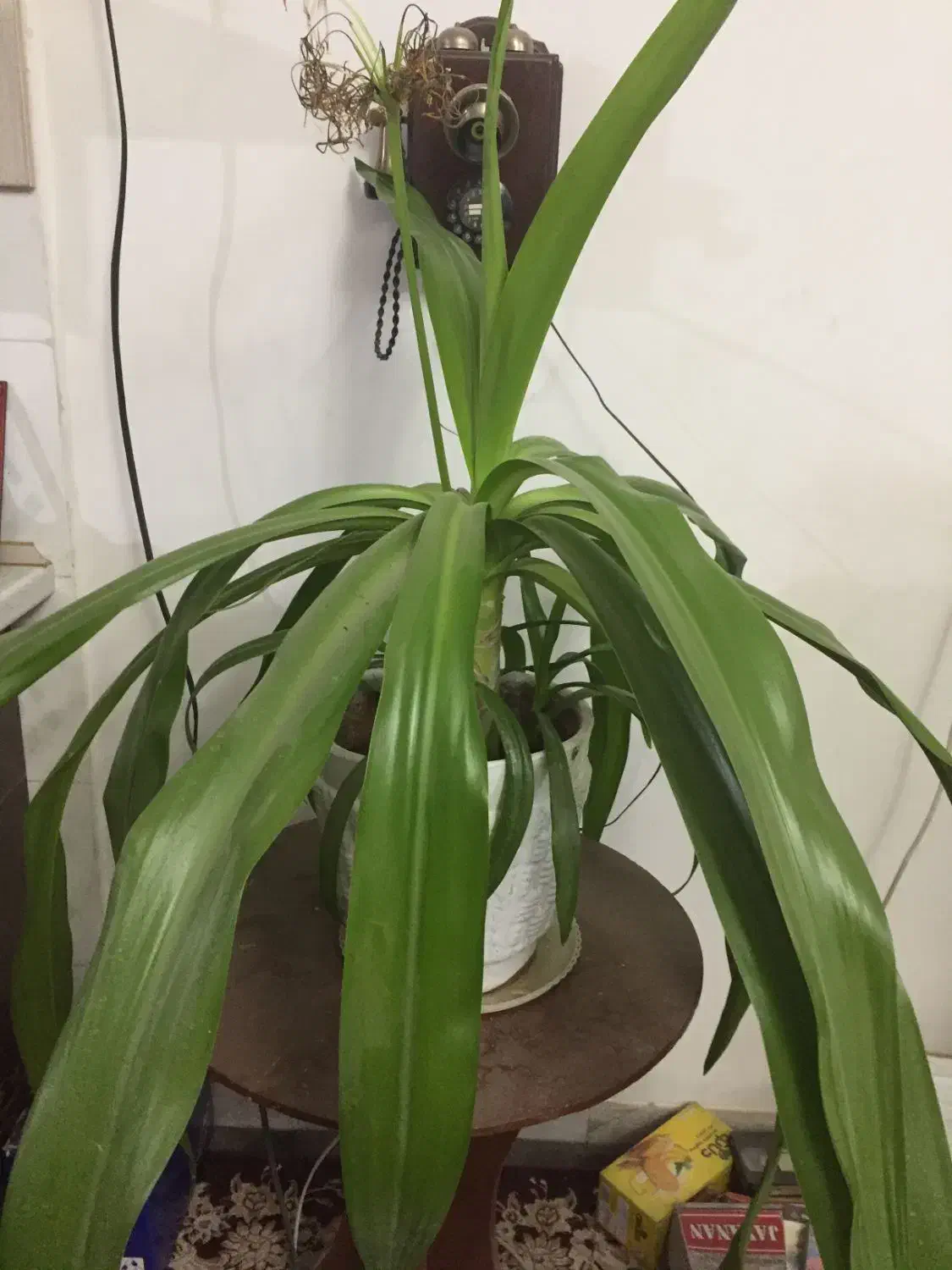 گلدان موزی|گل و گیاه طبیعی|زرند, |دیوار