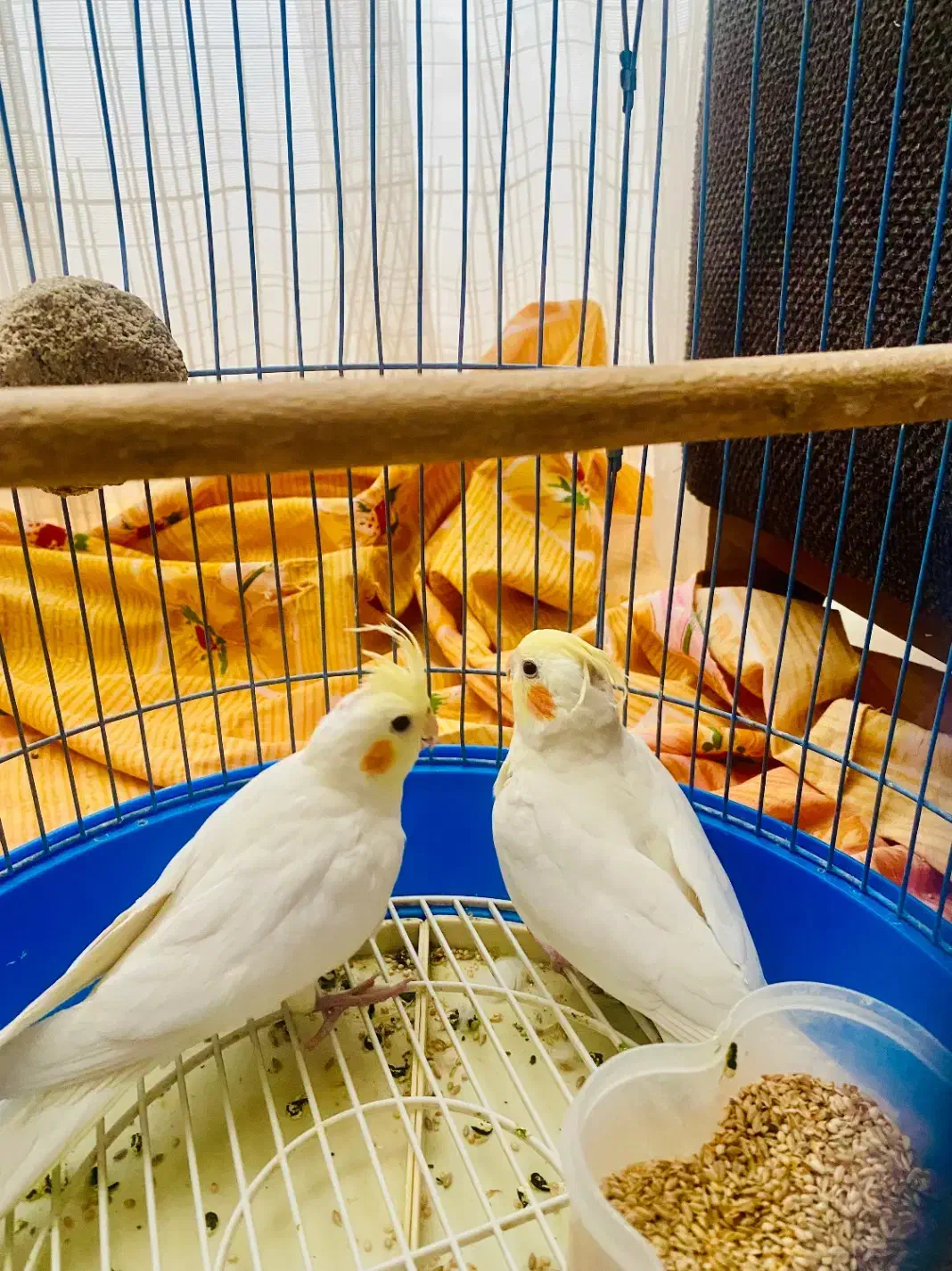 عروس هلندی|پرنده|مشهد, هفت تیر (آب و برق)|دیوار