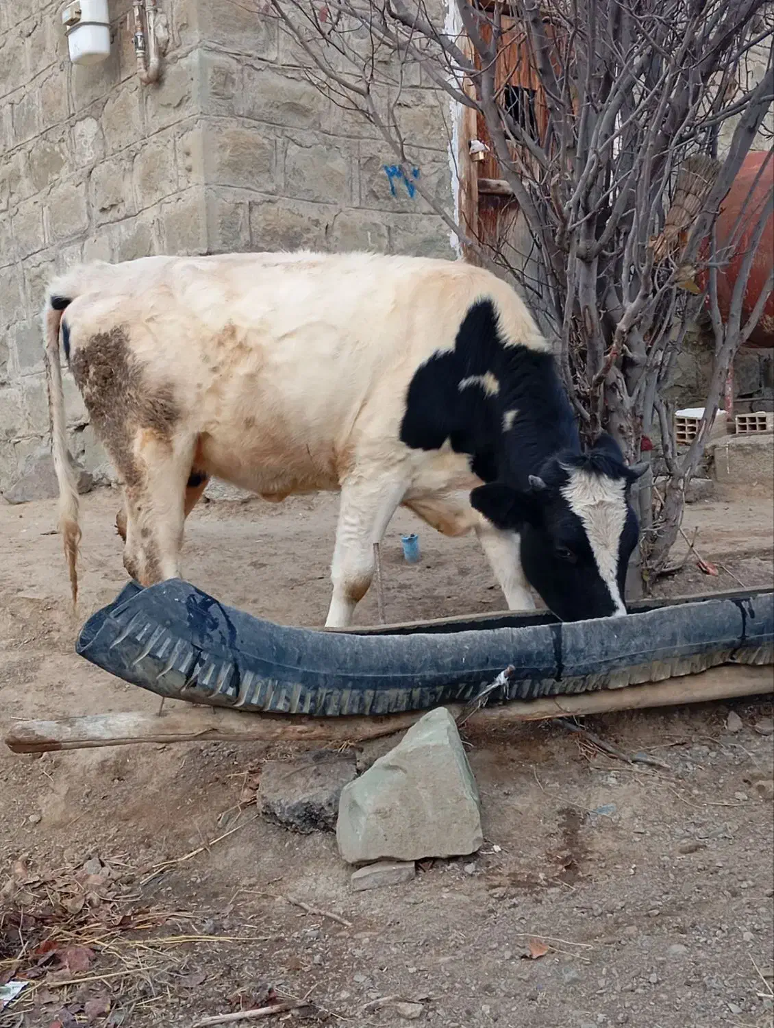 فروشی|حیوانات مزرعه|چهاردانگه (آذربایجان), |دیوار