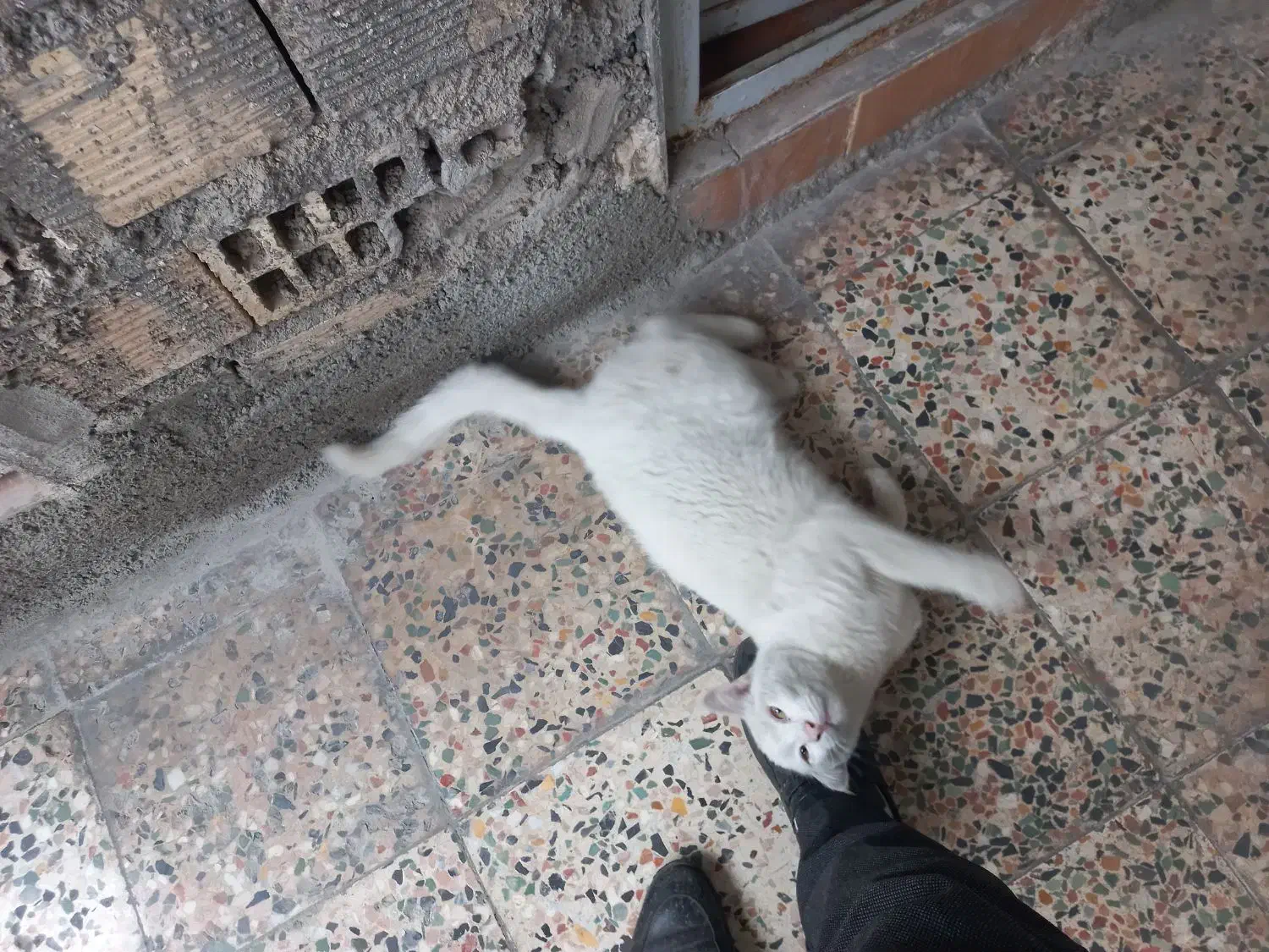 گربه|گربه|خرم‌آباد, |دیوار