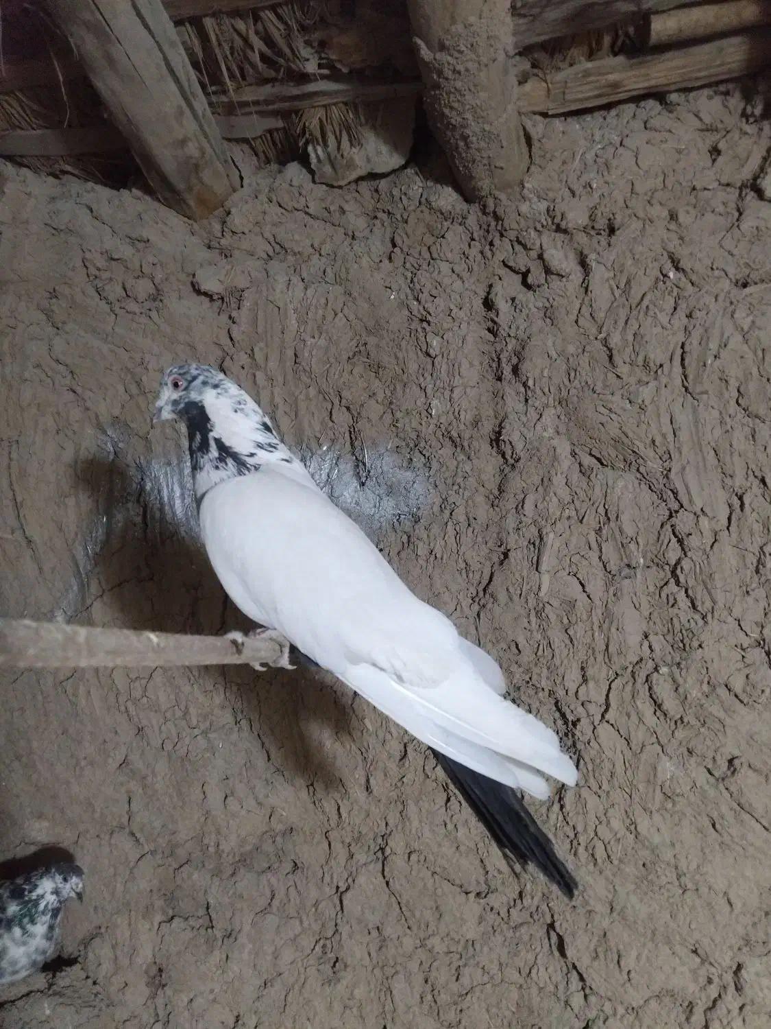 کفتر پرشی زینتی|پرنده|خنداب, |دیوار