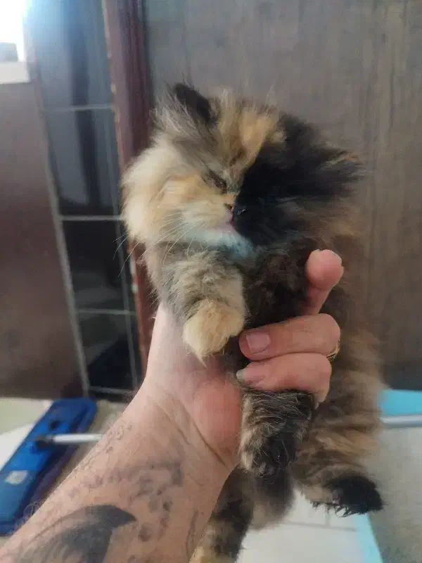 طوله گربه پرشین|گربه|مشهد, دانشجو|دیوار