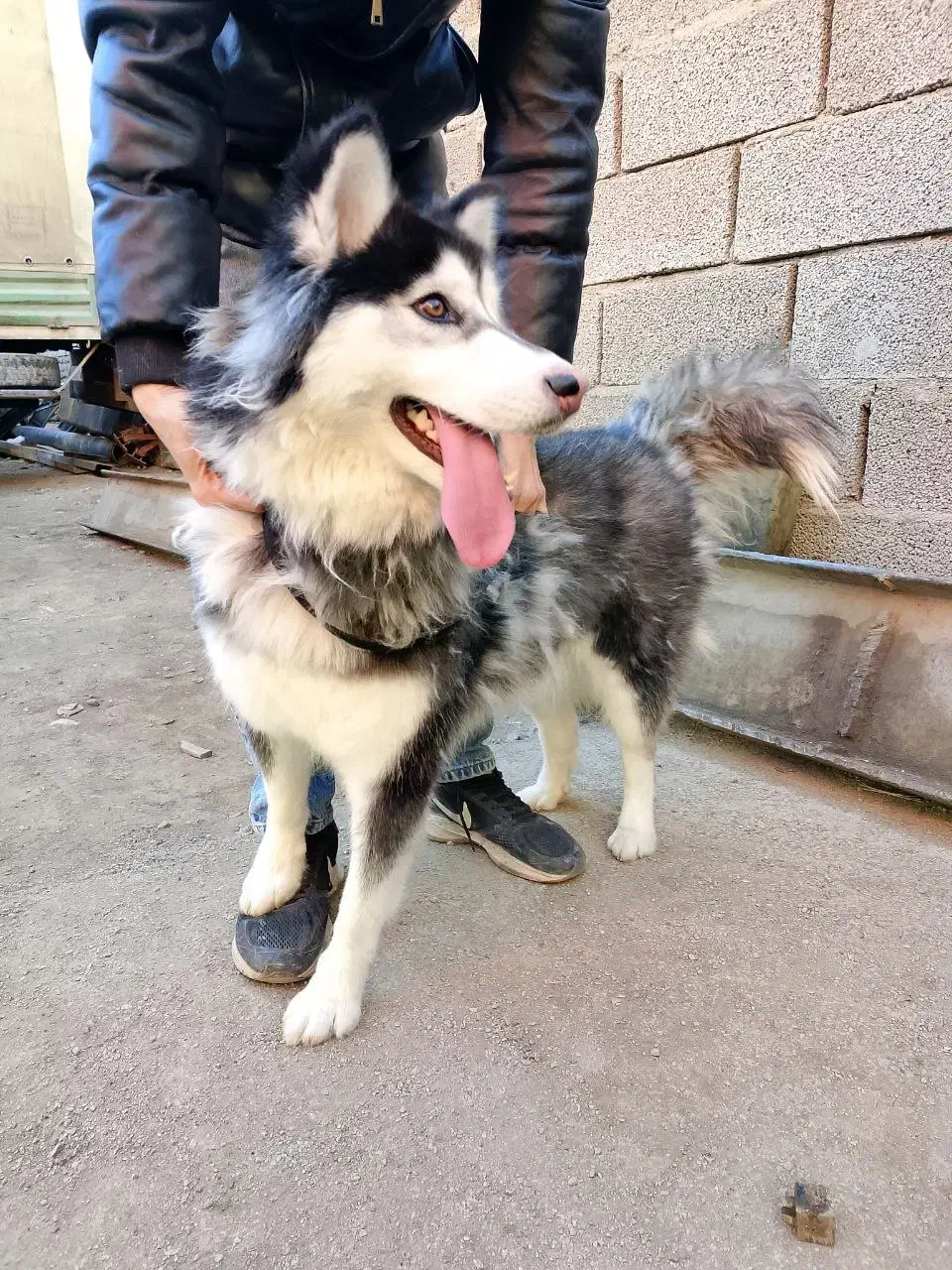 سگ هاسکی ماده1 ساله|سگ|مشهد, طلاب|دیوار