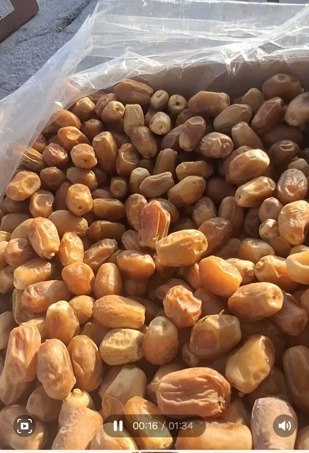 فروش خرمای زاهدی(قصب)|خوردنی و آشامیدنی|جهرم, |دیوار