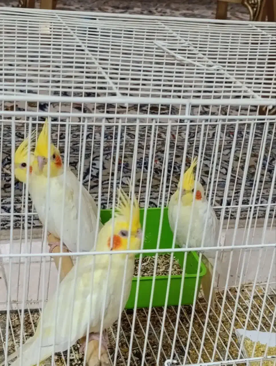 عروس لوتینو خانگی|پرنده|کاشان, گبرها|دیوار