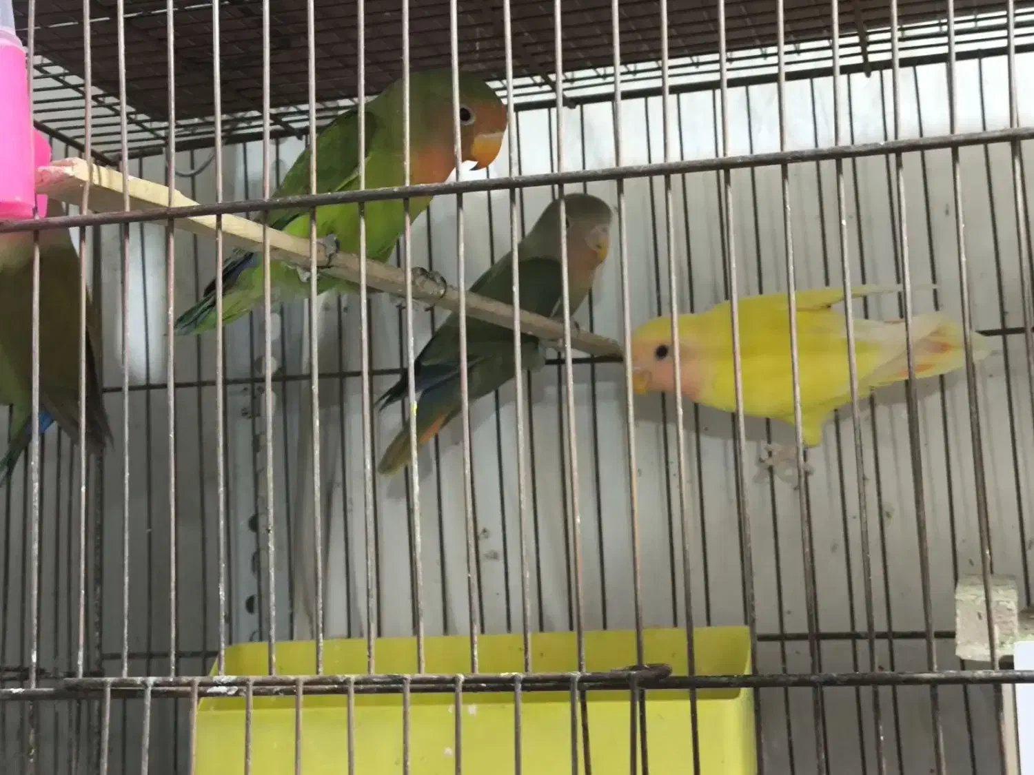 پرنده|پرنده|خمینی‌شهر, |دیوار