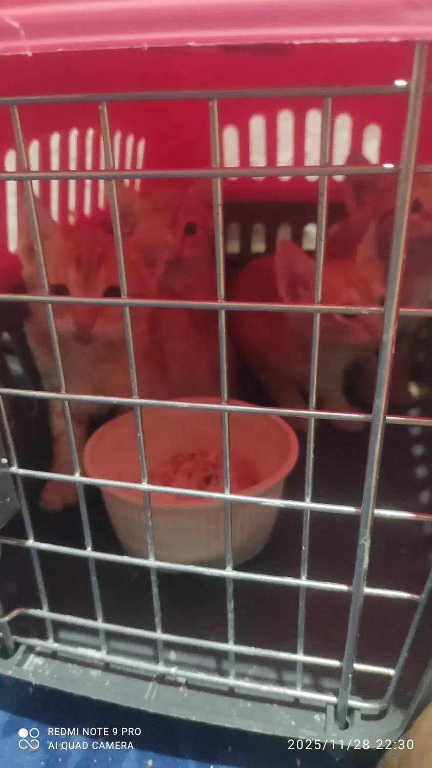 واگذاری گربه|گربه|اهواز, مجاهد|دیوار