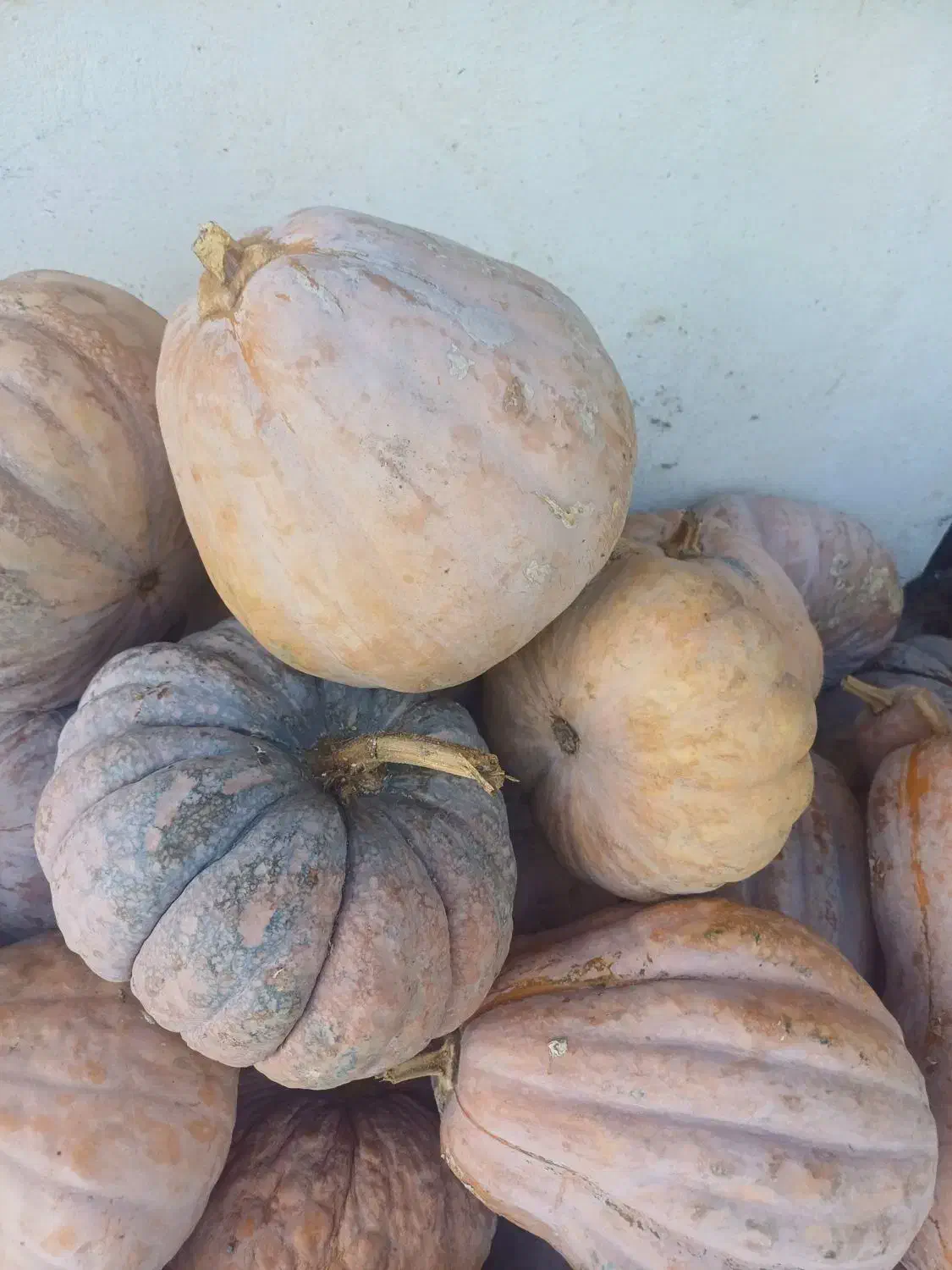 کدو محلی|حراج|سنگر, |دیوار