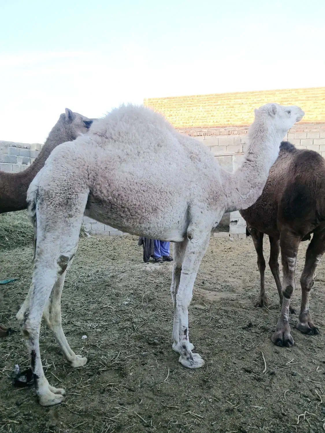 شتر سفید ماده|حیوانات مزرعه|خاش, |دیوار