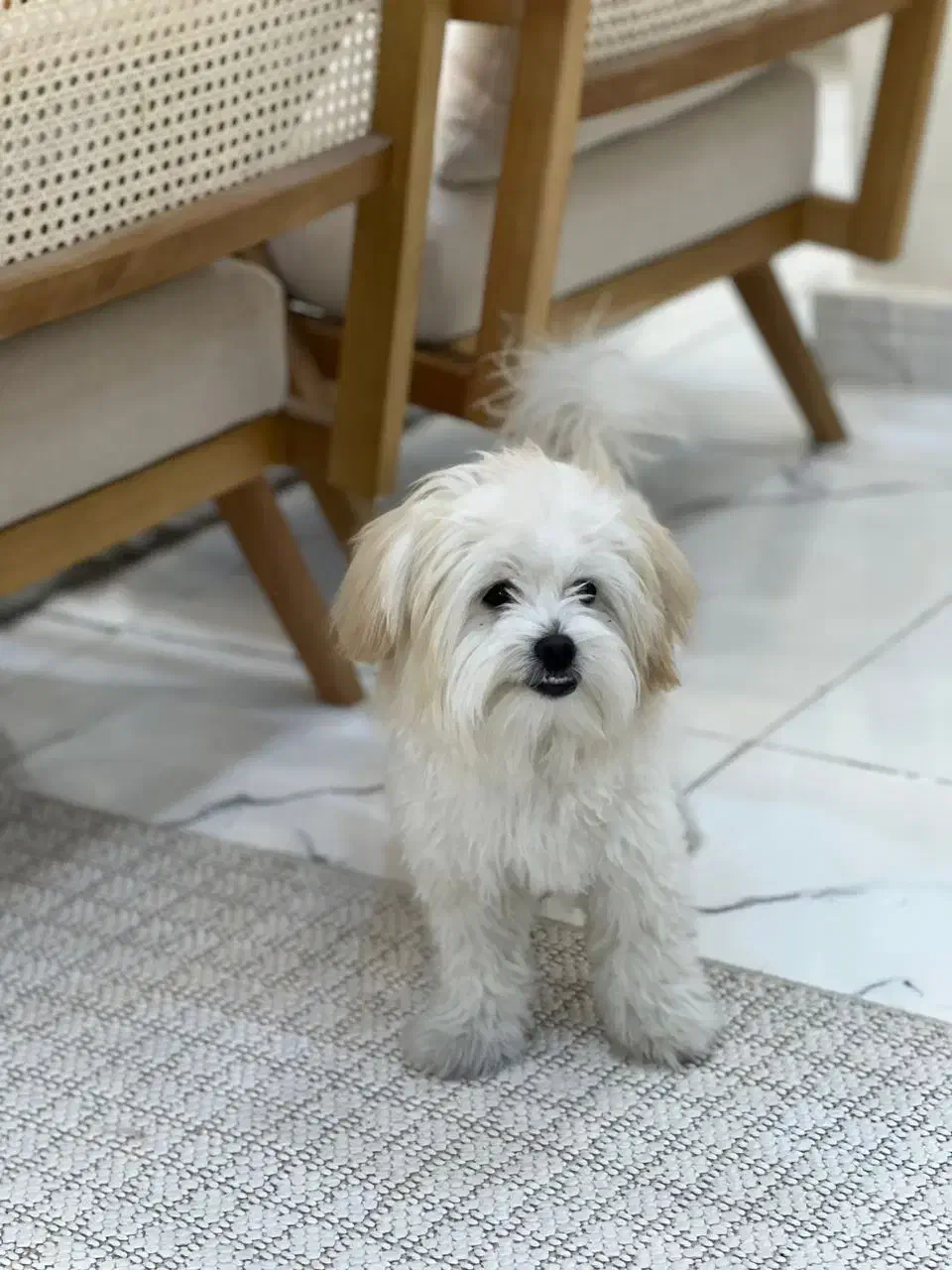 واگذاری سگ|سگ|نسیمشهر, |دیوار