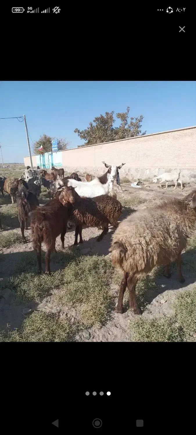 نربز جوان|حیوانات مزرعه|سبزوار, قصبه شرقی|دیوار