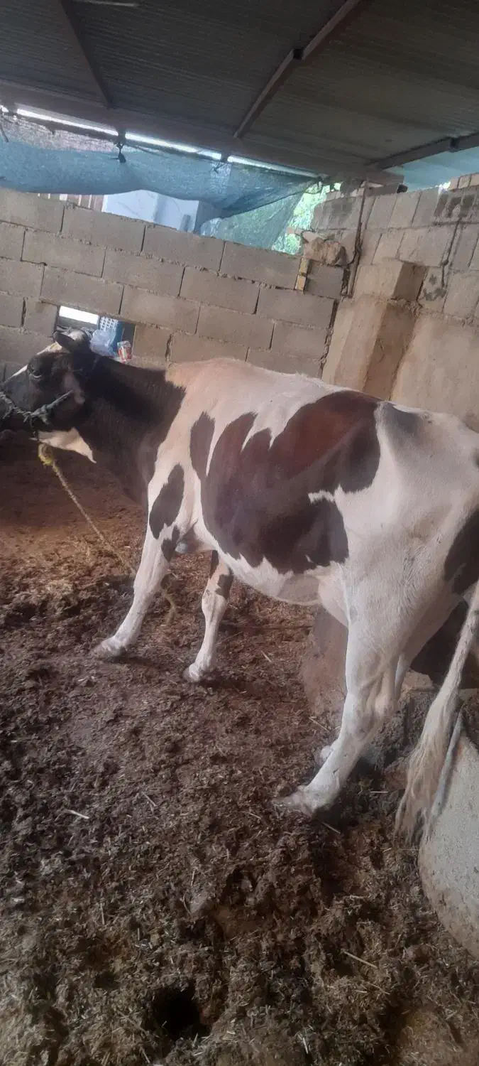 عقیلی روستای چم عربان|حیوانات مزرعه|شوشتر, |دیوار