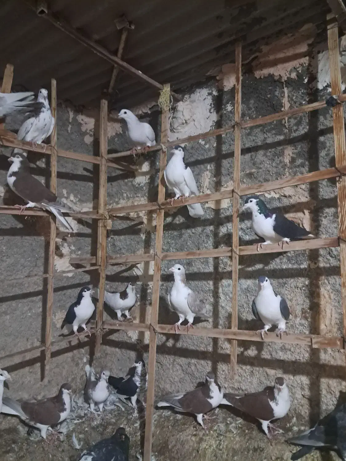 ۴۵ کفتره همه رقمه|پرنده|سبزوار, شرق کال عیدگاه|دیوار