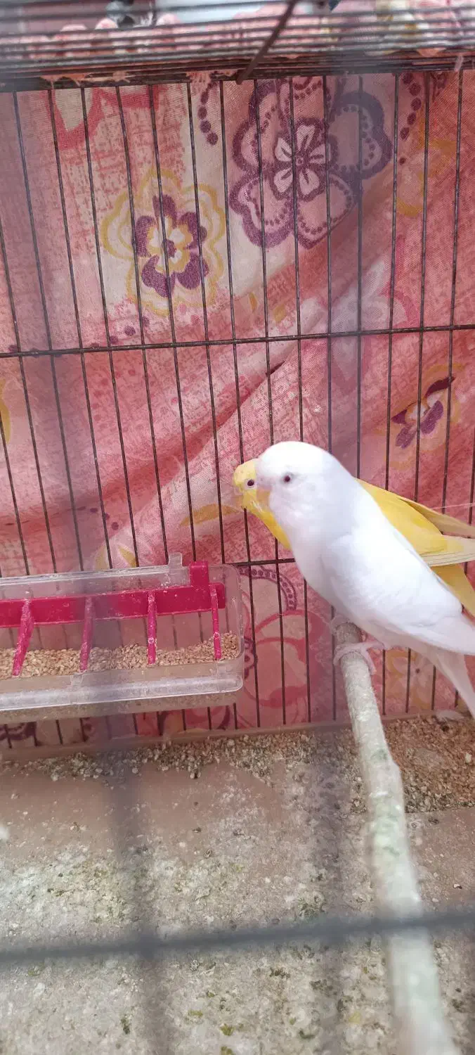 مرغ عشق نر|پرنده|آبدانان, |دیوار