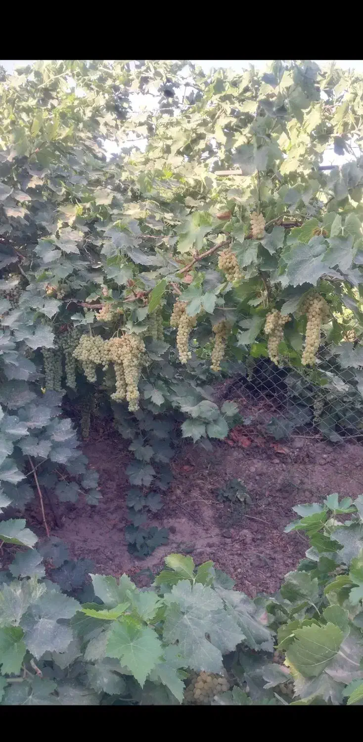 باغ|فروش خانه و ویلا|یامچی, |دیوار