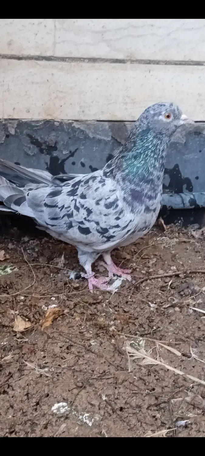 کبوتر|پرنده|قم, قلعه یزدیها|دیوار