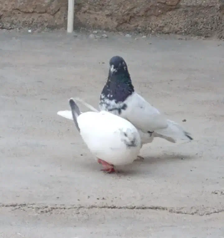 کبوتر|پرنده|شباب, |دیوار