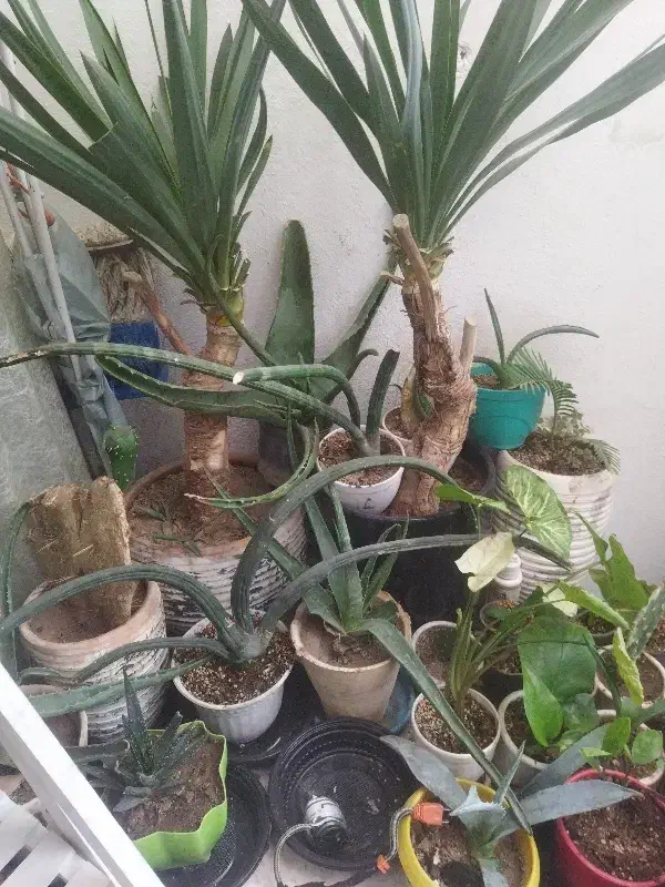 گل اپارتمانی|گل و گیاه طبیعی|بومهن, |دیوار