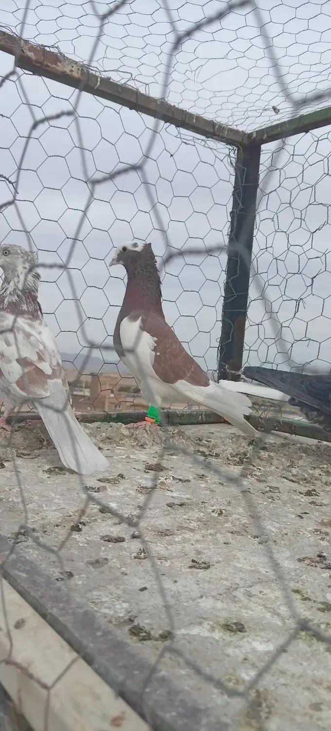 گرفتنی نر|پرنده|سبزوار, قصبه شرقی|دیوار