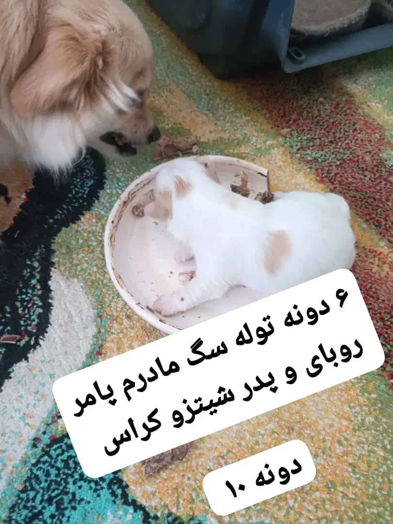 فروش سگ خانگی|سگ|بندر دیر, |دیوار