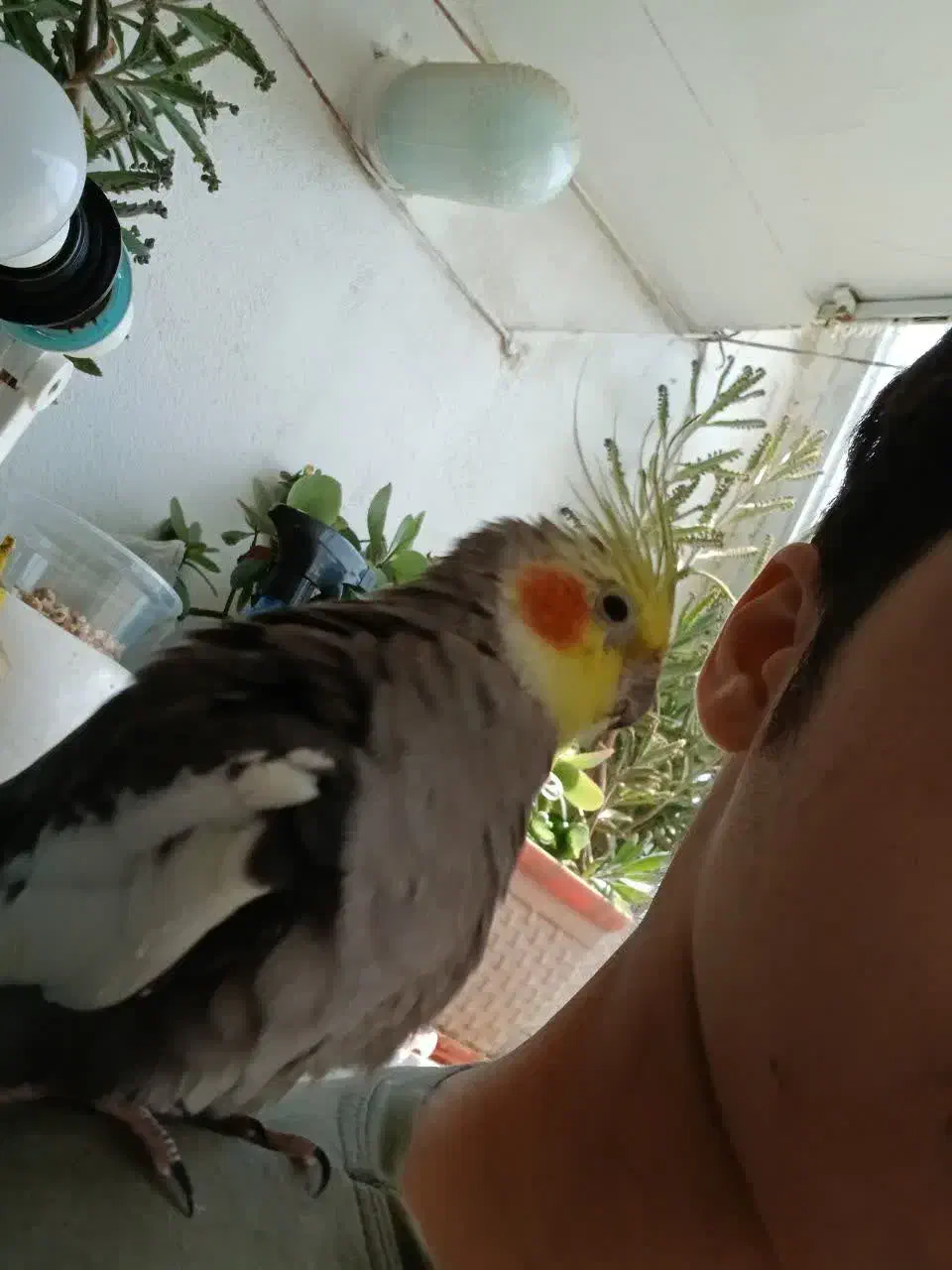 عروس هلندی جفت مولد|پرنده|رودهن, |دیوار