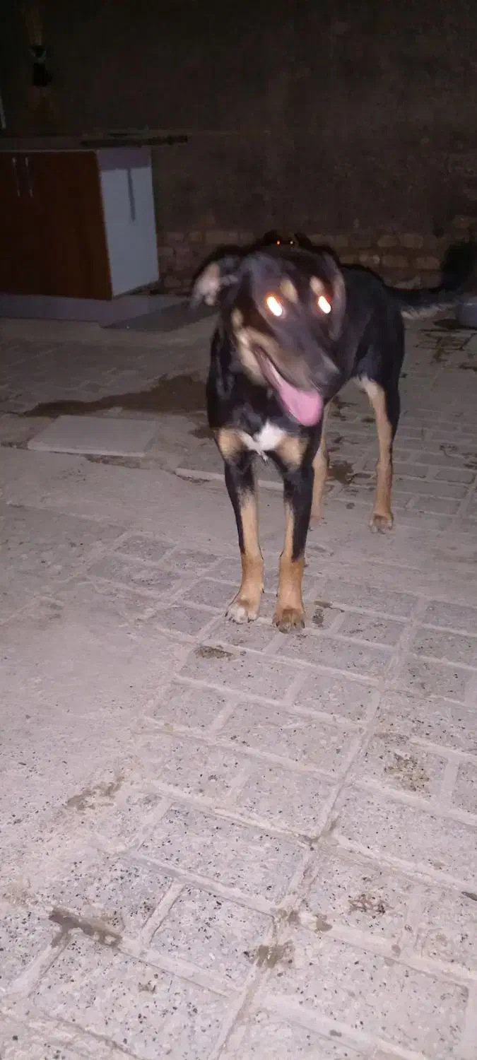 سگ ماده|سگ|مشهد, رضاییه|دیوار