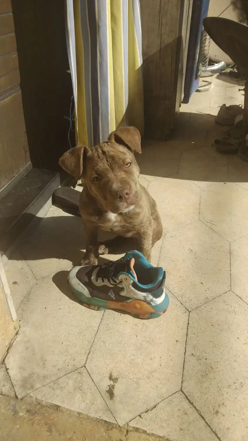 سگ پیتبول|سگ|شیراز, شهرک پرواز|دیوار