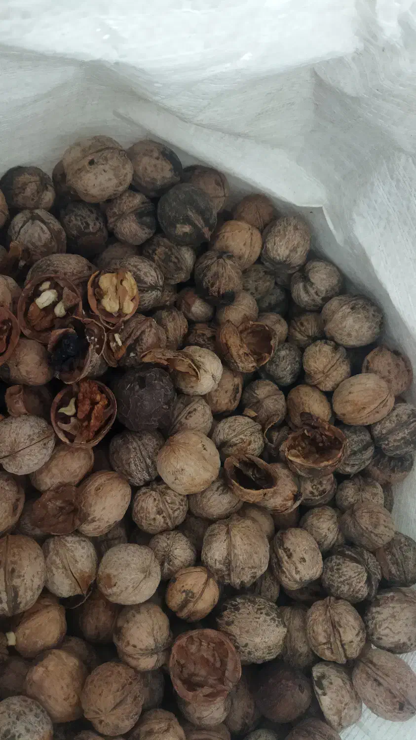 گردو کاغذی امسال کاملاً خشک خوش طعم|خوردنی و آشامیدنی|شاهین دژ, |دیوار