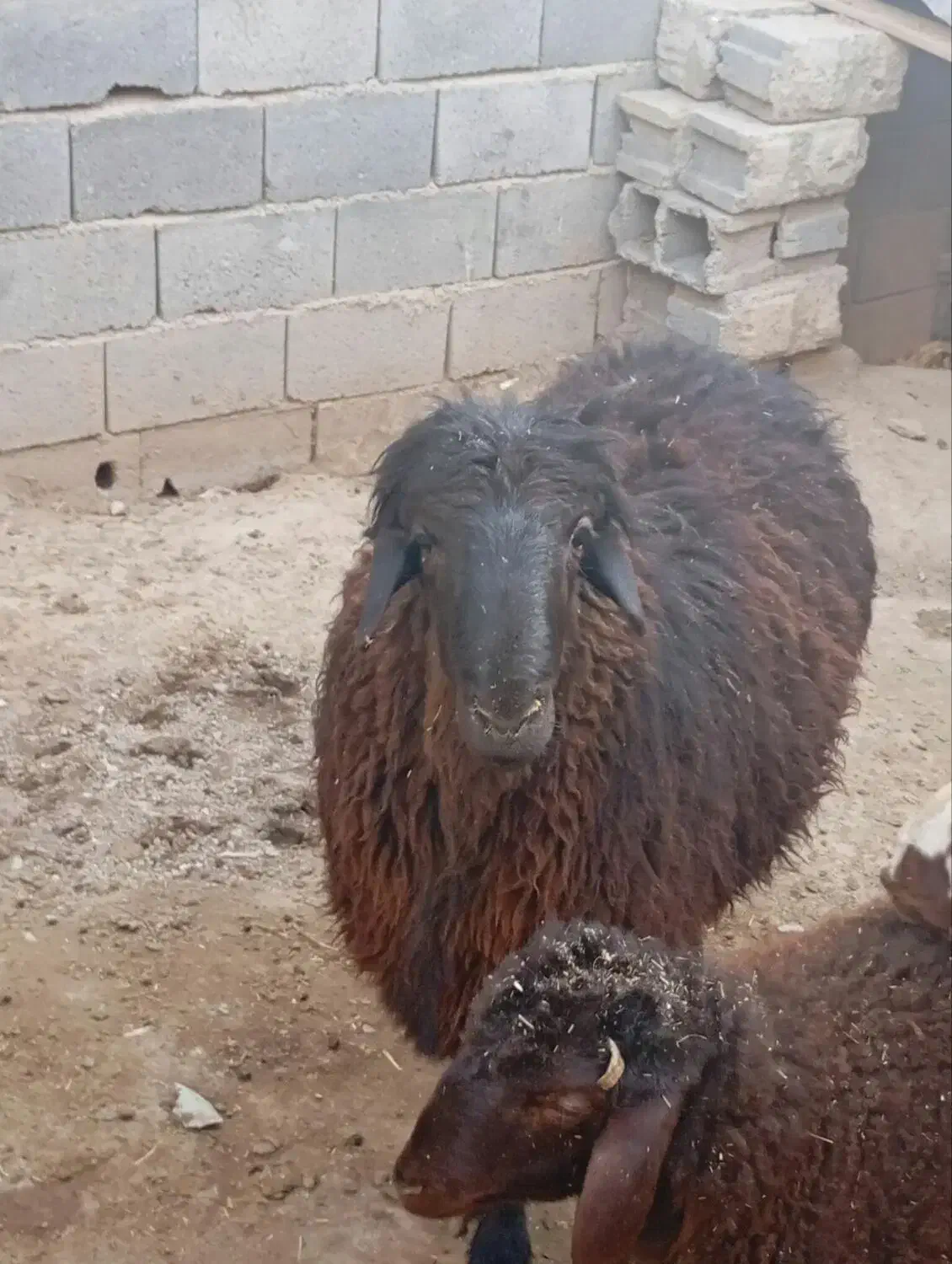 قوچ هترو|حیوانات مزرعه|چناران, |دیوار