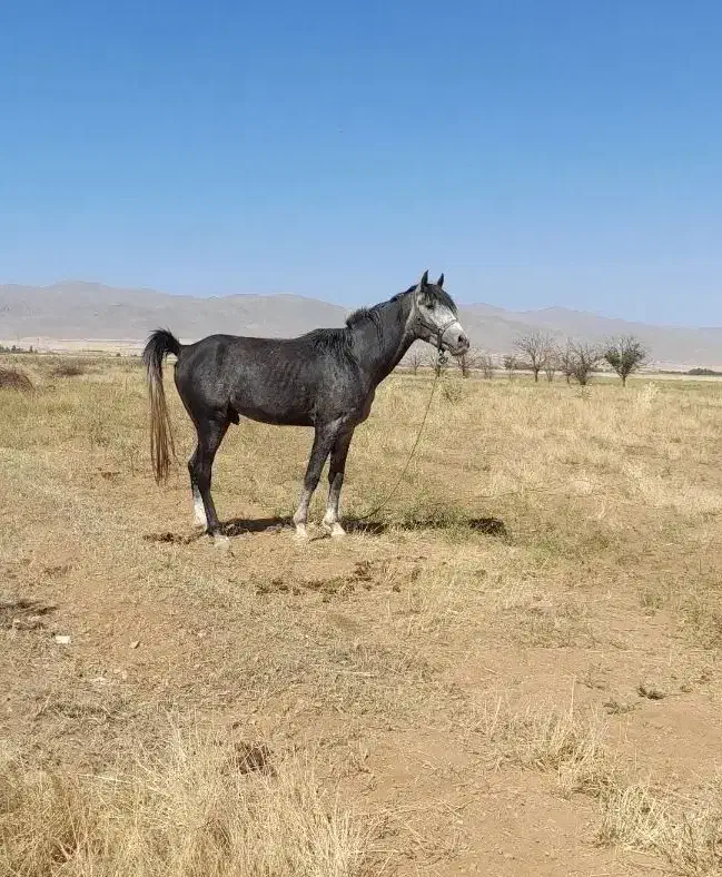 فروش اسب نریان عرب جوان|اسب و تجهیزات اسبسواری|زنجان, |دیوار