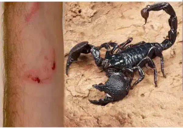 سمپاشی عقرب|خدمات نظافت|کیش, |دیوار