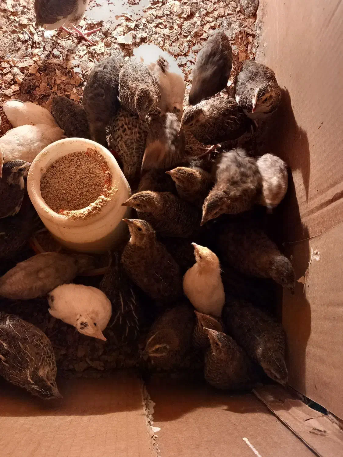 بلدرچین ۱۰روزه وبالغ|حیوانات مزرعه|رودسر, |دیوار