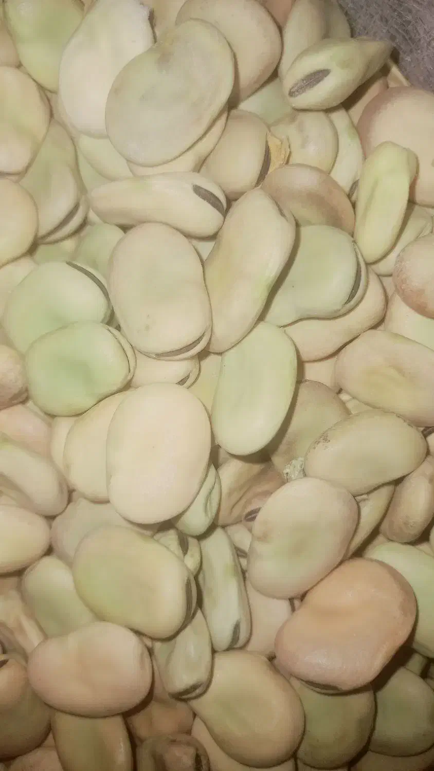 فروش ۳ تن باقلا رقم هیستال و برکت|خوردنی و آشامیدنی|داراب, |دیوار