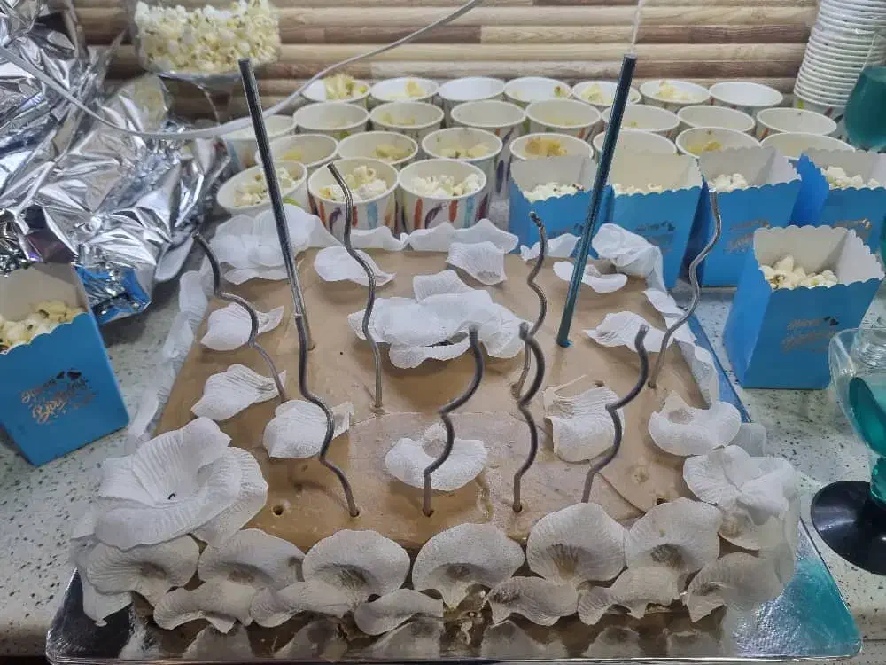 مها کیک با پخت تازه و باکیفیت وبا قیمت مناسب|خدمات آموزشی|باوی, |دیوار