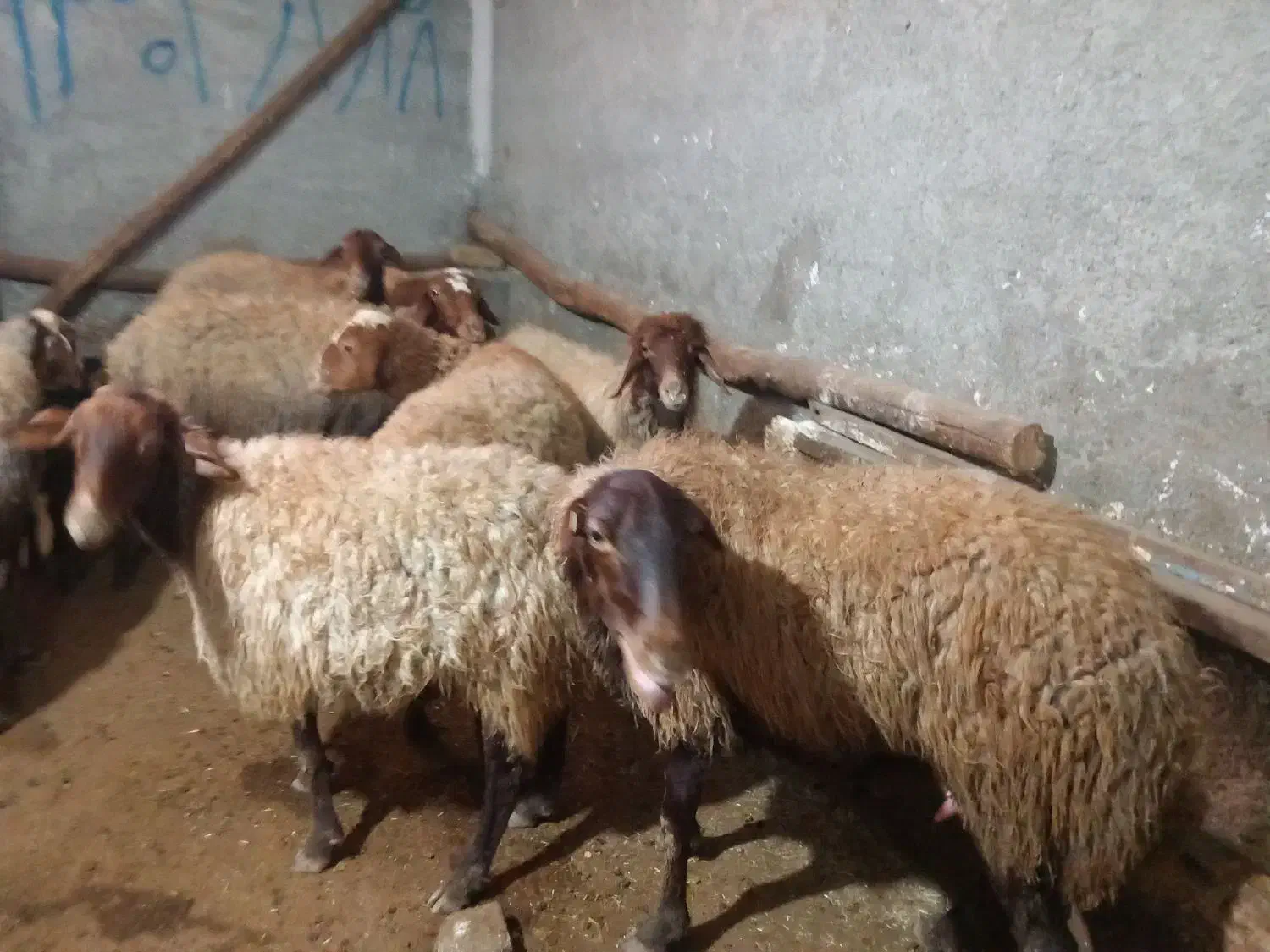 میش،یا گوسفند بره دار|حیوانات مزرعه|سنندج, |دیوار