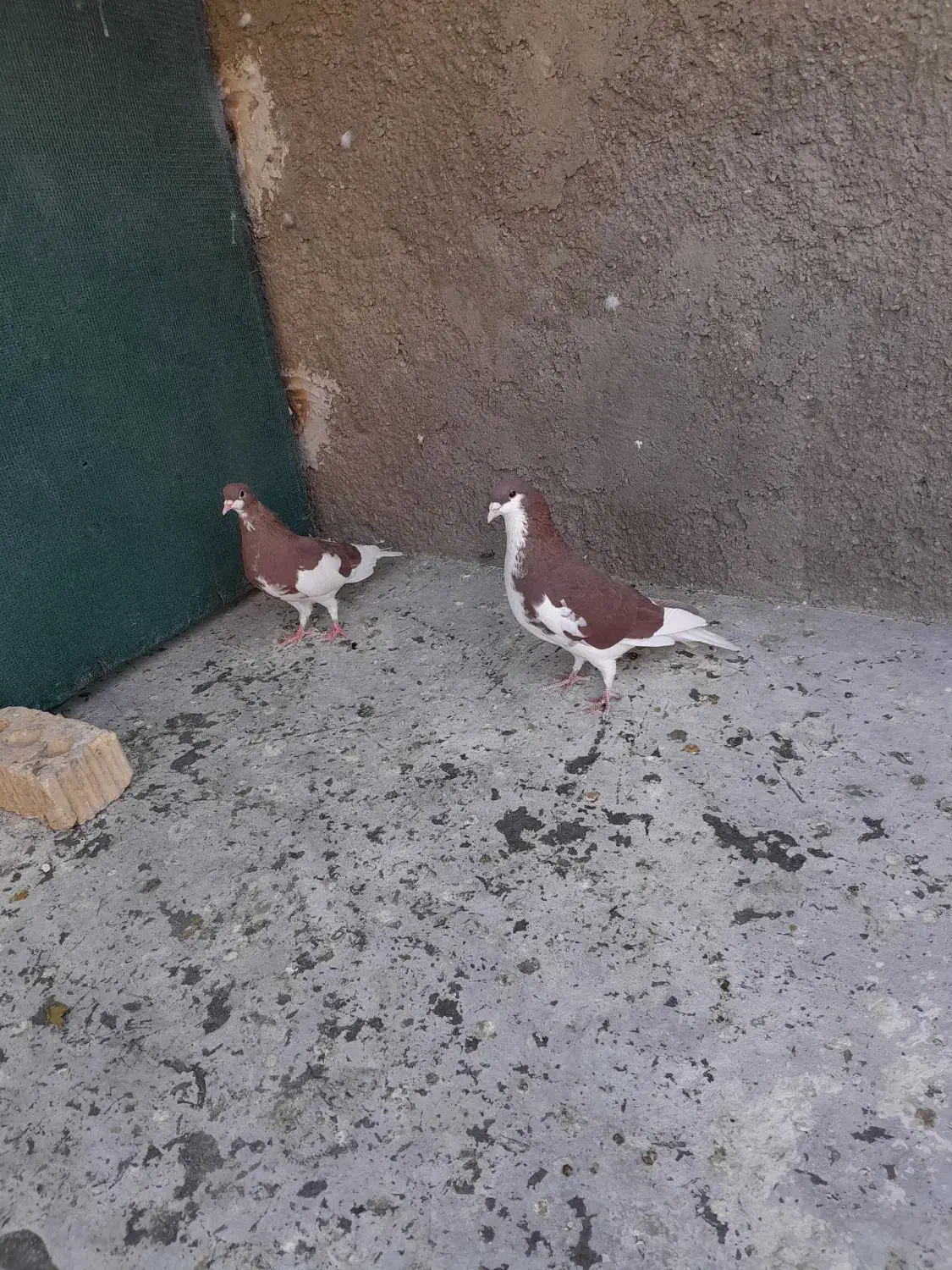 کبوتر|پرنده|نی‌ریز, |دیوار