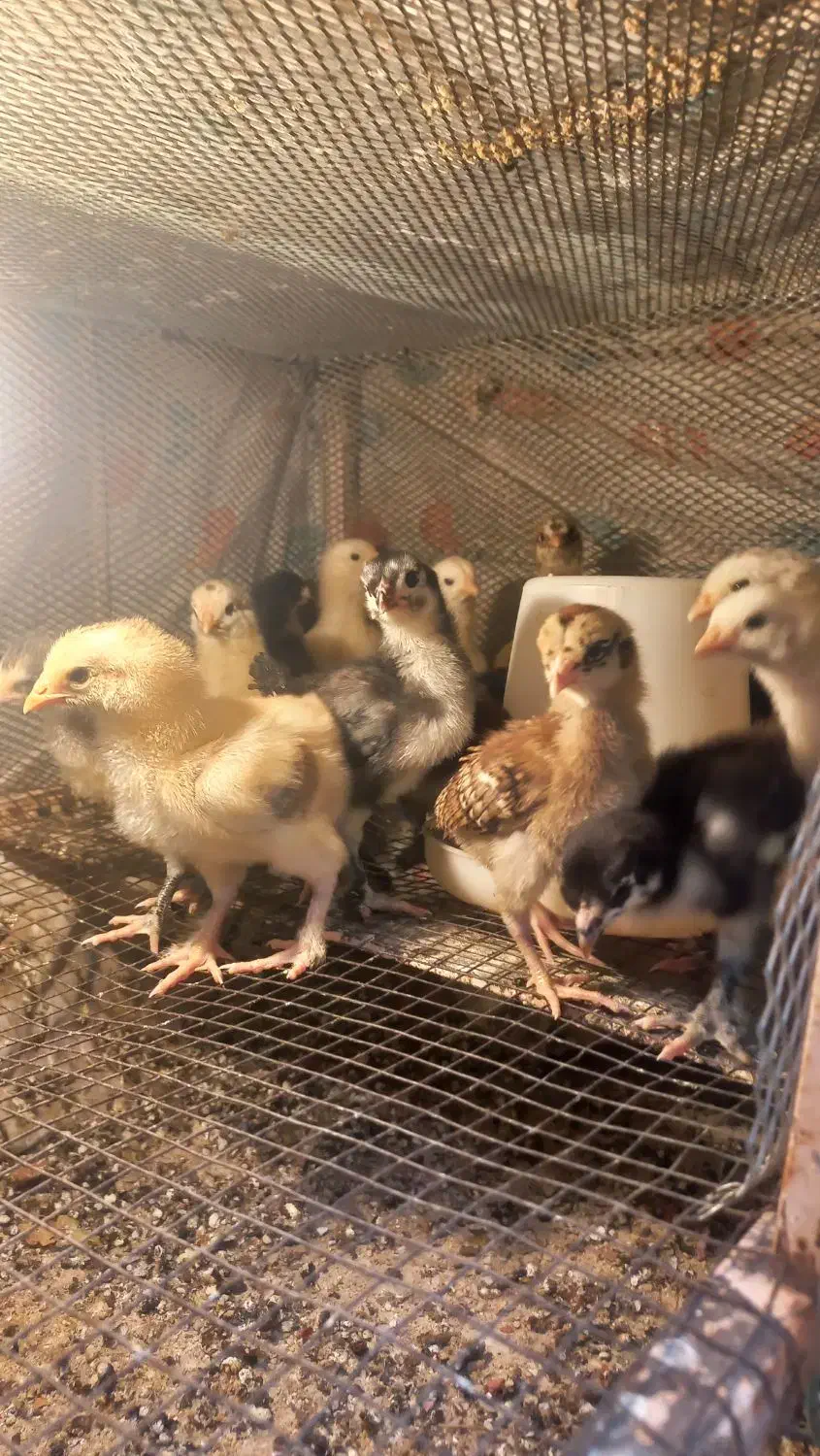 فروش تعدادی جوجه دو رگه لاری وبرهمه|حیوانات مزرعه|نورآباد ممسنی, |دیوار