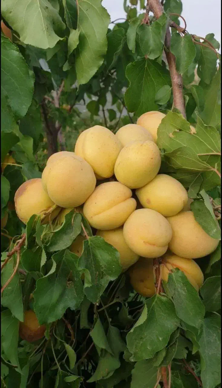 نهال سیب و ارقام مختلف میوه‌ها|خدمات باغبانی و درختکاری|مراغه, |دیوار