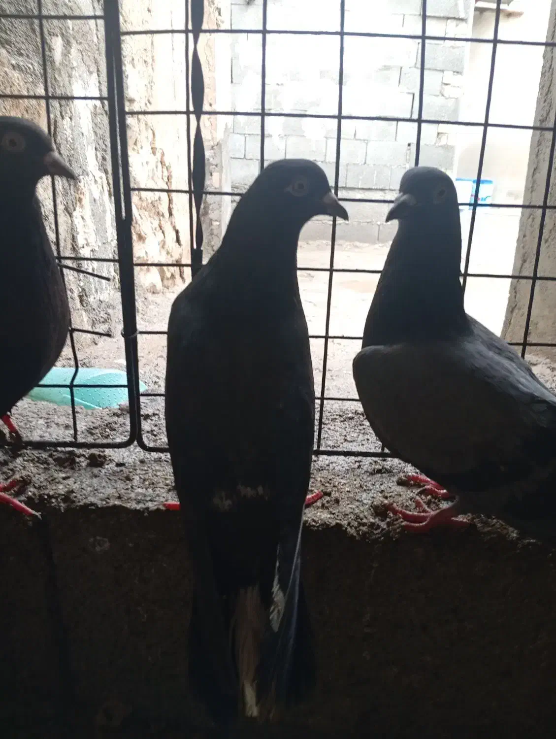 کبوتر|پرنده|خورموج, |دیوار