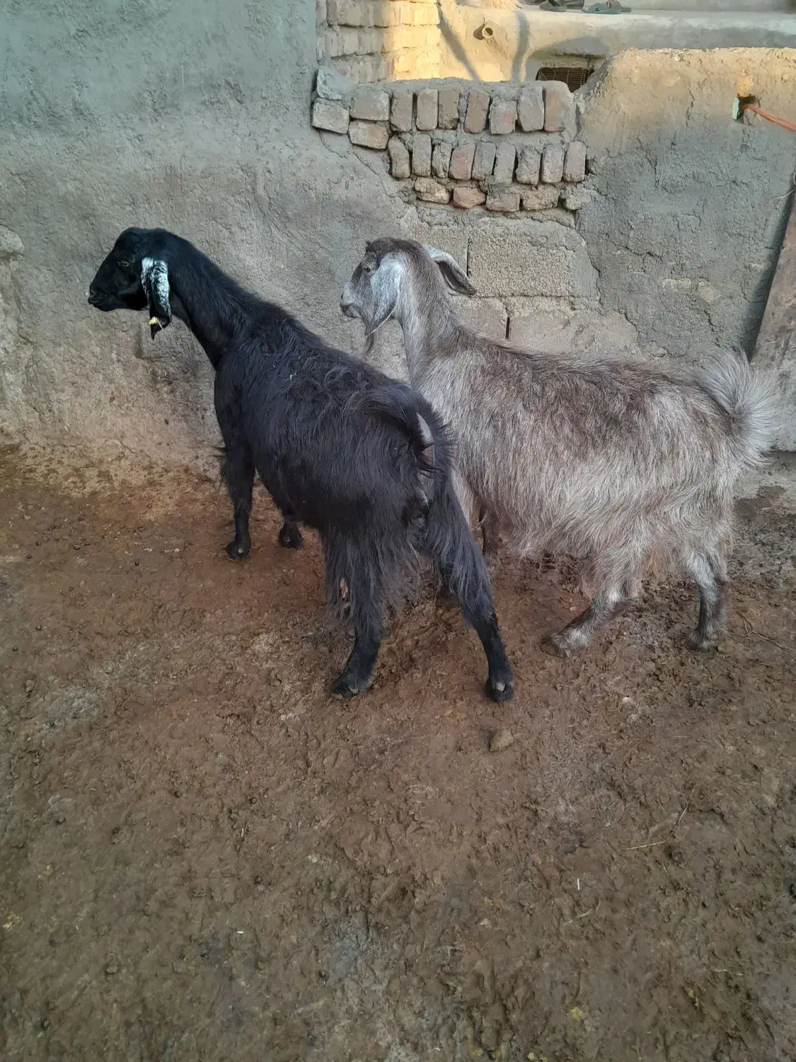 بزآبستن|حیوانات مزرعه|صحنه, |دیوار