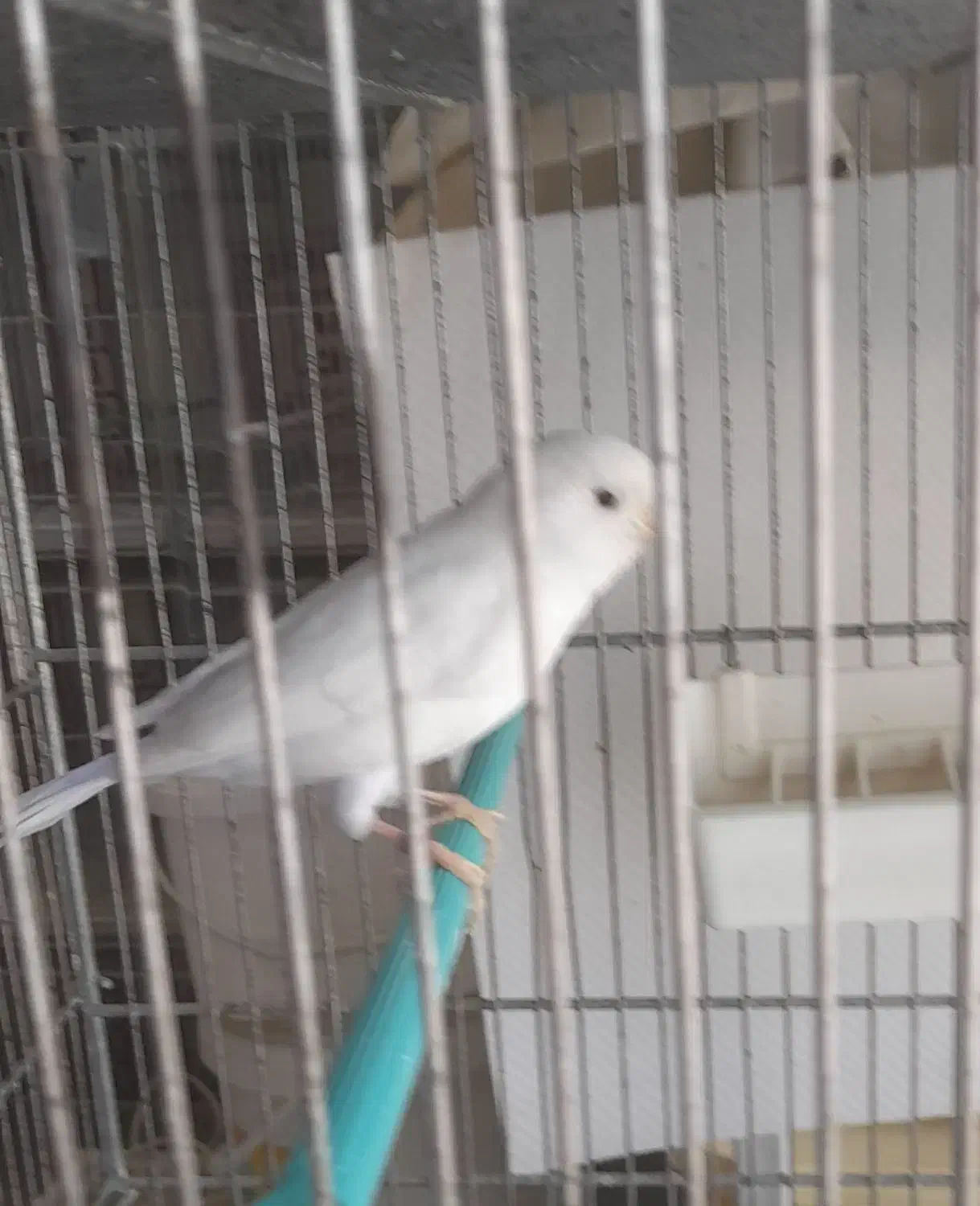 قناری نروماده وایت|پرنده|شاهینشهر, نبوت|دیوار