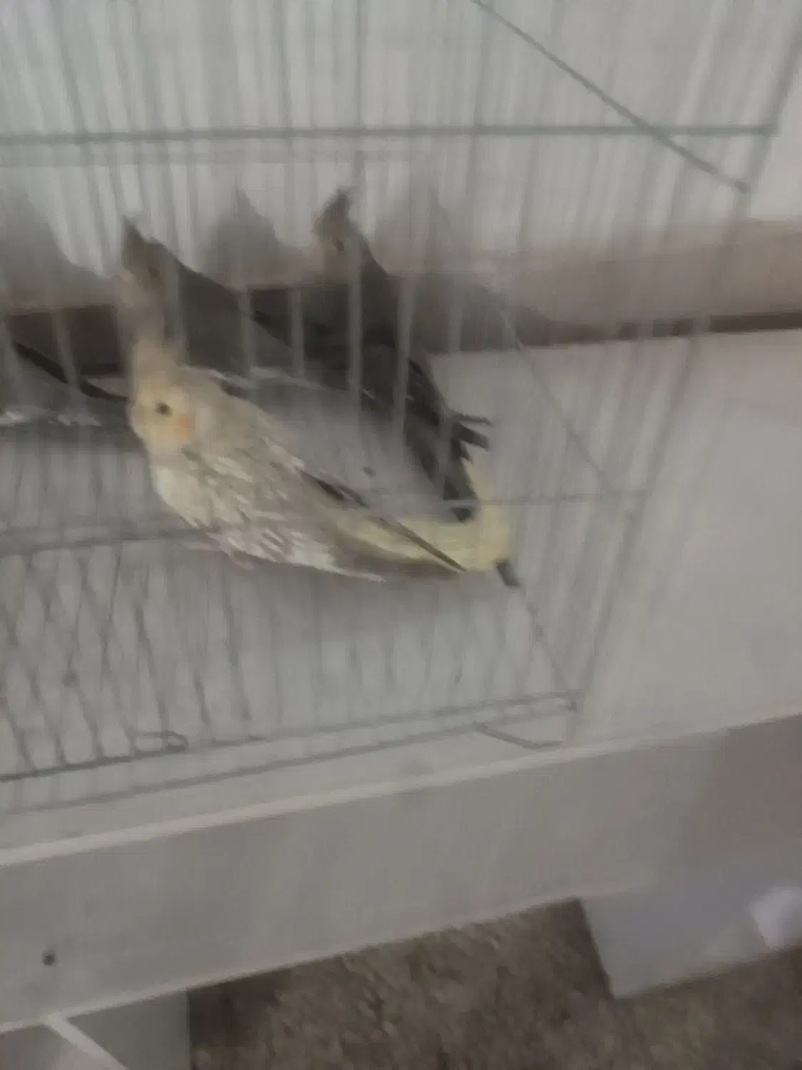 عروس هلندی700 بدونه عیب و ایراد|پرنده|قزوین, |دیوار