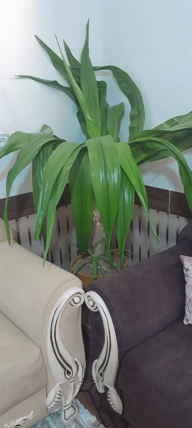 گل ذرتی|گل و گیاه طبیعی|مرودشت, گندم|دیوار