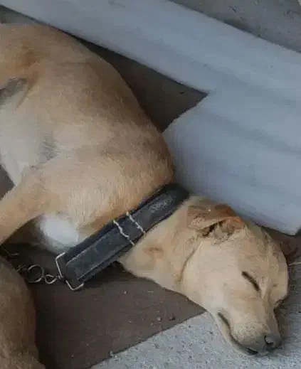 سگ گم شده|حیوانات|صحنه, |دیوار