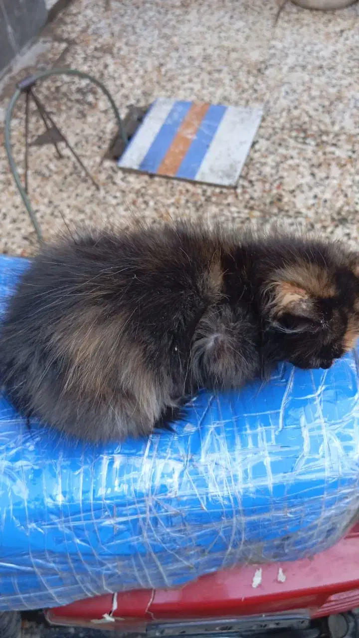 گربه بازیگوش|گربه|کارون, |دیوار