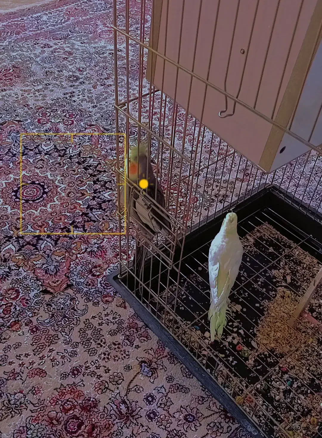 عروس هلندی|پرنده|نقده, |دیوار